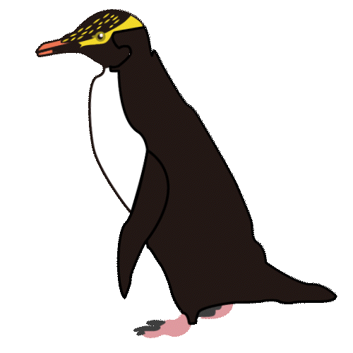 キンメペンギン