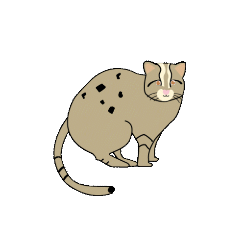 ツシマヤマネコ