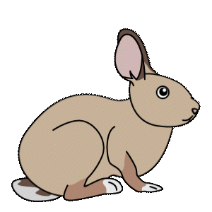 ニューイングランドワタオウサギ