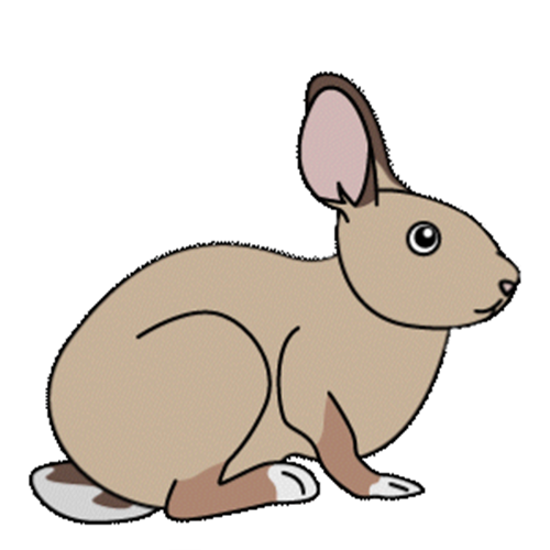 ニューイングランドワタオウサギ